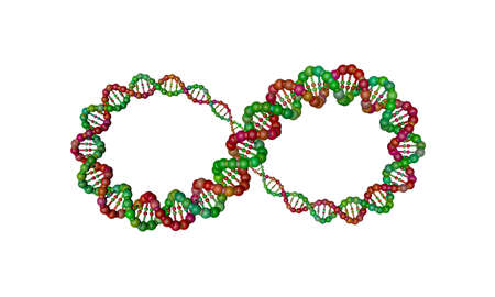 DNA strand in form of infinity sign. Isolated on white background. 3D rendering illustration.