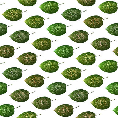 Background with Aglaonema plant.Seamless colorful pattern.の写真素材