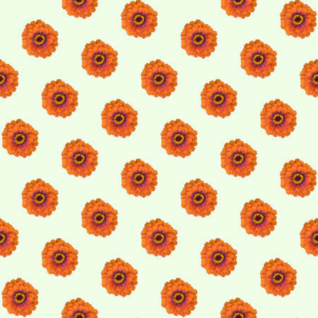 Decorative flower background. Seamless pattern.Zinnia.の写真素材