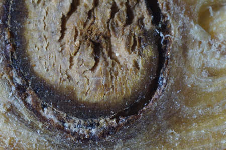 Wood texture background. Macro close up.