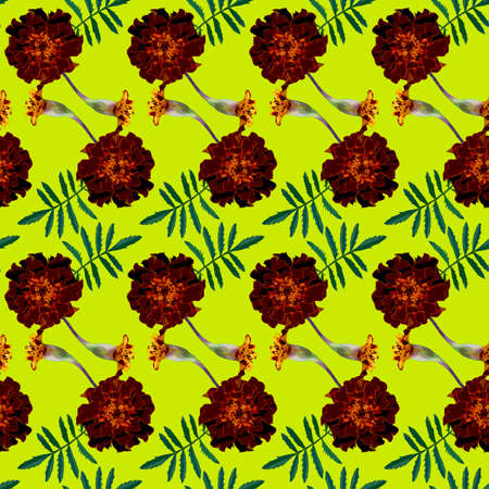 Seamless pattern with brown Tagetes patula (French marigold) flowers and green leaves on yellow...