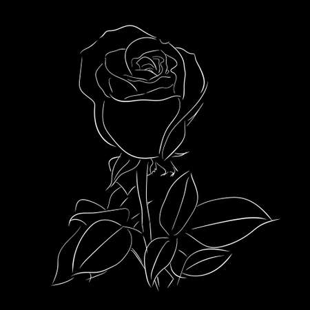Rose flower. Hand drawn floral image. Line art freehand sketching vector illustration. Isolated on black background.のイラスト素材