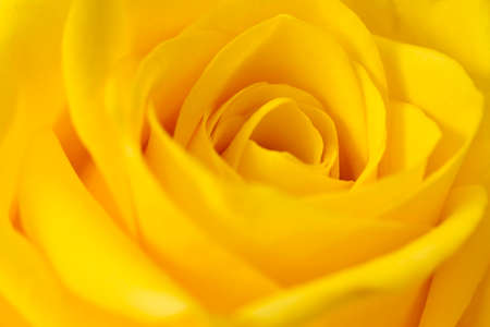 Yellow Roseの写真素材