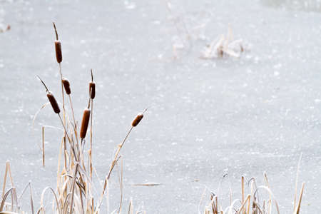 Frozen pond with cattails in foregroundの写真素材