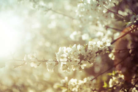 Soft and romantic image of blooming cherry tree in sunlightの写真素材