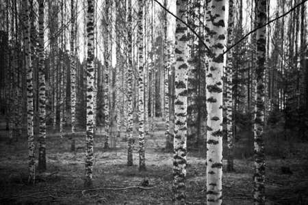monochrome image of birch forest in autumn/fall.の写真素材