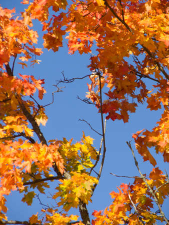 Maple leaves in Autumn colors with blue clear sky.の写真素材