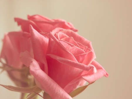 Closeup of isolated Single Pink Roseの写真素材
