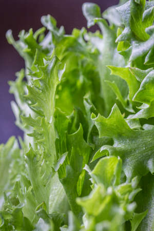 Closeup of Green Lettuce