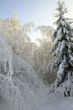 Winter forest with heavy snowの写真素材