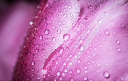 Water drop on pink petals tulip s, super macro shot with shallow depth of field  