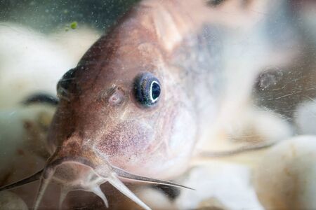 Corydoras catfish swimming in a aquarium.の写真素材