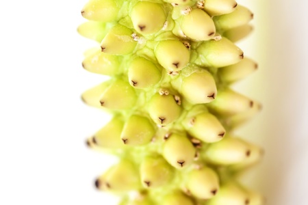 	Stamen and pistil. Macro shot with shallow depth of field.の写真素材