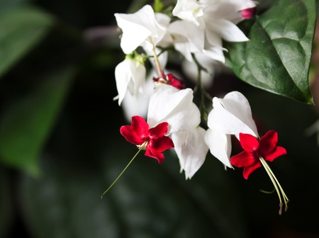 Clerodendron thomsonea flowers on black background.の写真素材