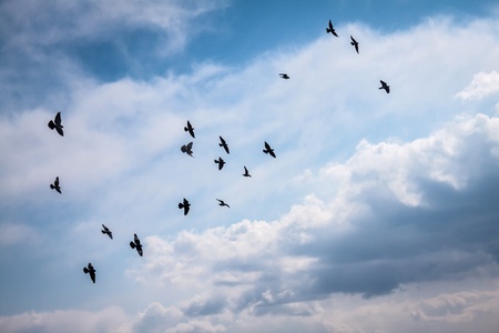 A large group of pigeons against the cloudy sky.の写真素材