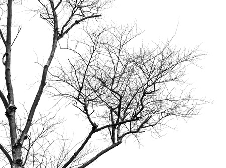 Tree branches isolated on the white background の写真素材