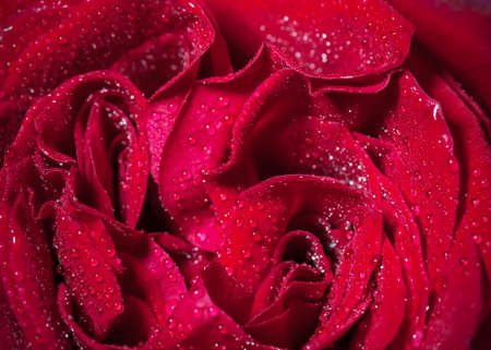  Red rose with waterdrops close up の写真素材