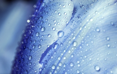 Water drop on blue petals, super macro shot with shallow depth of field.の写真素材