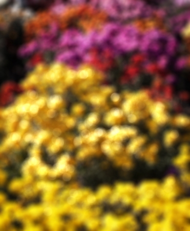  Abstract background with bokeh defocused flowers. の写真素材