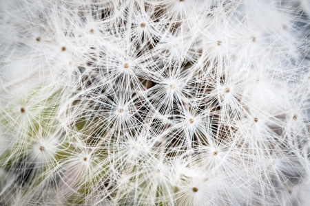  Dandelion seed background, macro.の写真素材