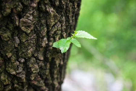  Single green leaf on tree. New life, conceptual photo.の写真素材