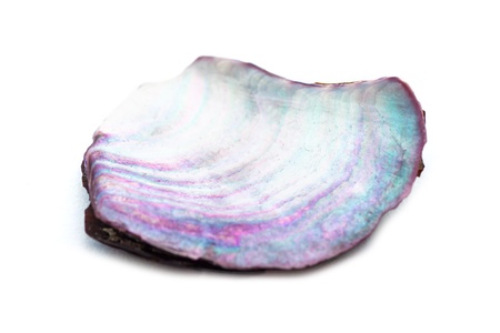 Close-up of nacre seashell on white background   の写真素材