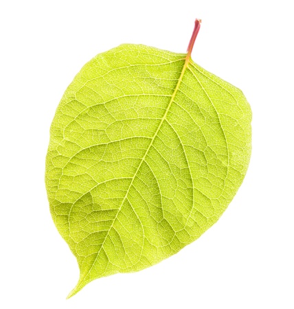  Green leaf isolated on white background 