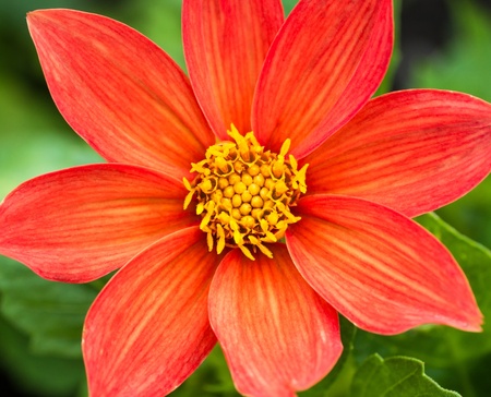  Red Cosmos Flower with shallow depth of field の写真素材