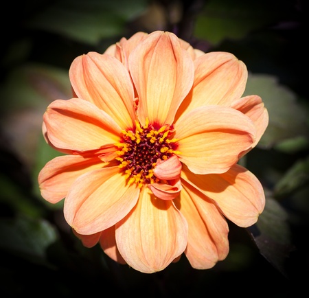 Cosmos Flower with shallow depth of field の写真素材