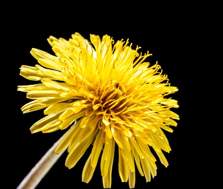   Yellow dandelion flower isolated on black, macro with shallow depth of field  の写真素材