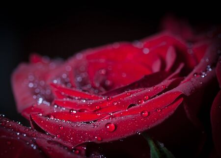 Red rose with water drops  Macro shot with shallow depth of field の写真素材