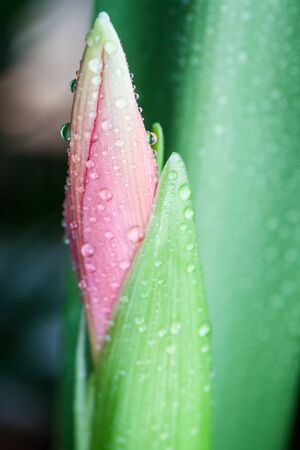   Pink flower bud and water drops  shallow depth of field  Selective focus の写真素材