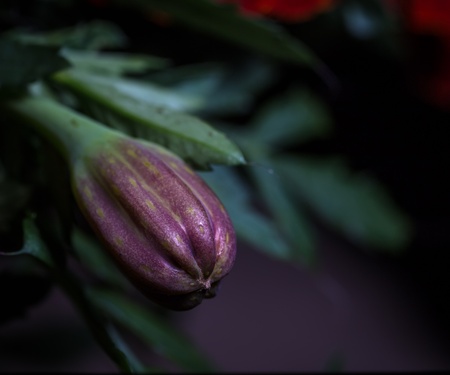   Flower bud  Shallow depth of field  Selective focus  の写真素材