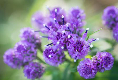   Wild purple flowers  Selective focus with shallow depth of field  