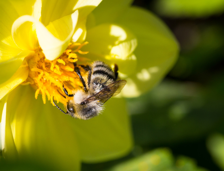    Bumblebee on yellow Cosmos Flower  Selective focus and shallow depth of field の写真素材
