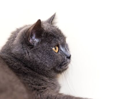   British Shorthair cat portrait on a white  Selective focus with shallow depth of field の写真素材
