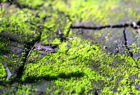 Green moss background, selective focus with shallow depth of field の写真素材