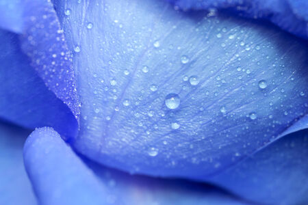 Water drop on blue petalsの写真素材
