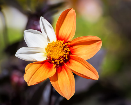 Orange Cosmos Flower with mutation - three white petalsの写真素材