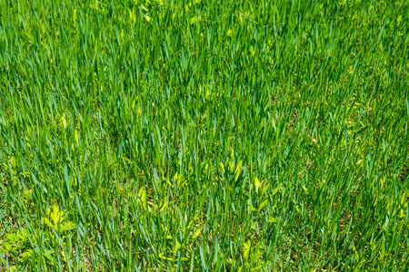  Grass background  Selective focus with shallow depth of field の写真素材