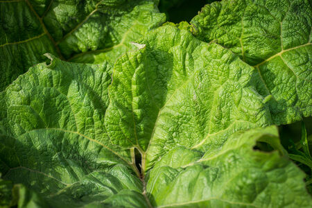 Beautiful green plants  Selective focus の写真素材