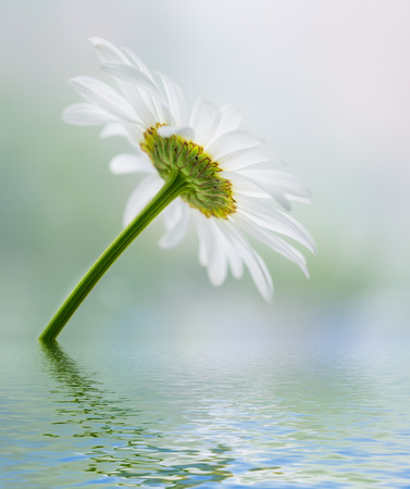    Chamomile reflected in water surface  Selective focus with shallow depth of field の写真素材