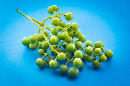 Unripe green grapes on blue の写真素材