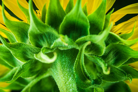 Sunflower close-up. Selective focus with shallow depth of field.の写真素材
