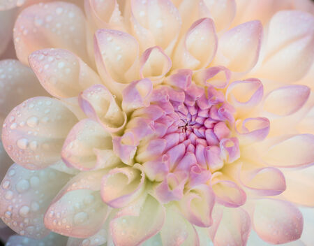 White dahlia with water drops. Close-up. Selective focus with shallow depth of field.の写真素材