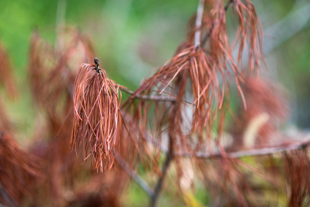 Dry pine branches. Selective focus with shallow depth field.の写真素材