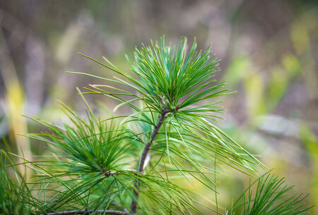 Pine branches. Selective focus with shallow depth field.