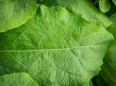 Green leaf burdock as background. Selective focus.の写真素材