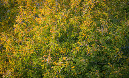 Branch with leaves in the autumn. Selective focus with shallow depth of field.