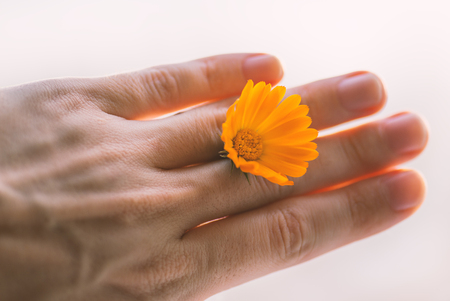 Calendula flower holding in hand. Color toned image. Selective focus with shallow depth of field.の写真素材